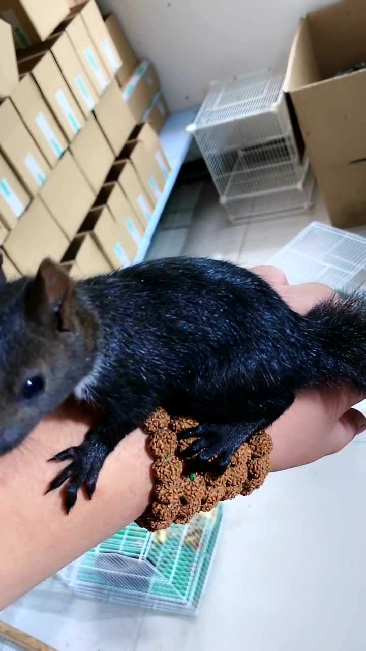 极品黑魔王松鼠,个头大体质好,毛色油亮油亮的
