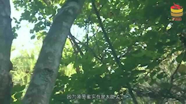 菠萝蜜别乱吃,最好少吃,大家别再无知,现在了解还来得及!