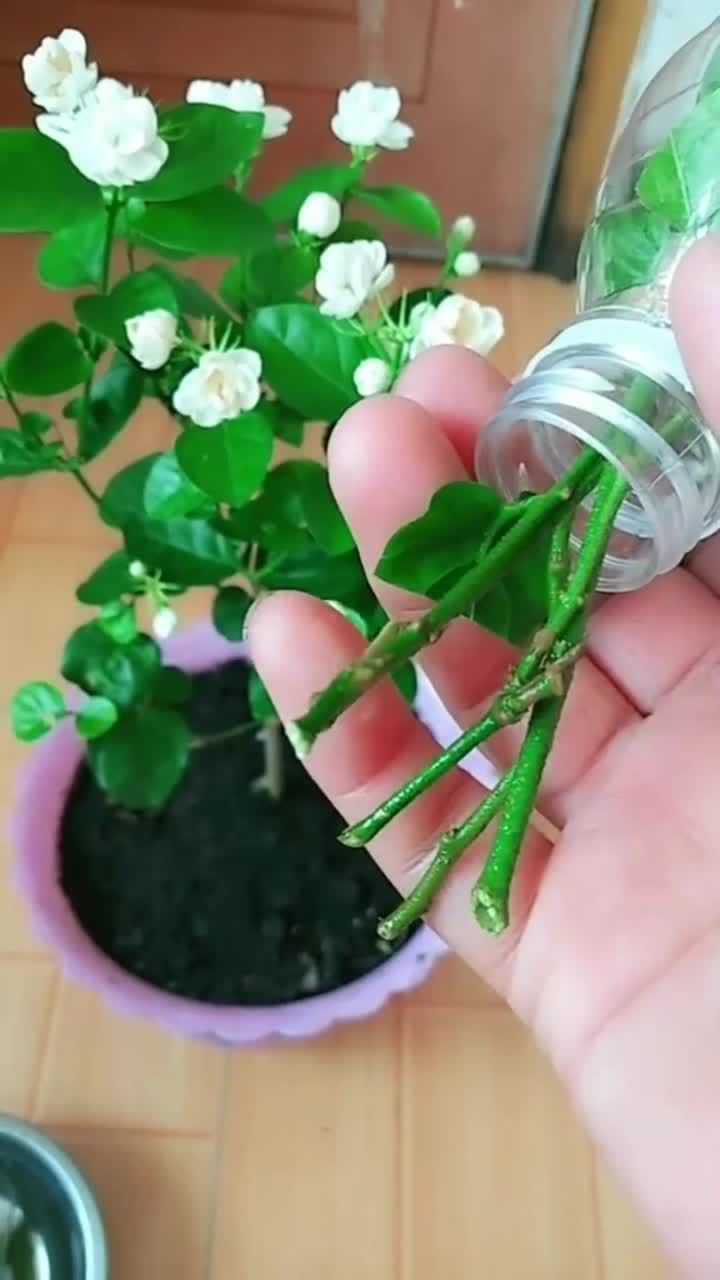 茉莉花的水培扦插方法,牢记我说的这些操作流程,成活率提高八十