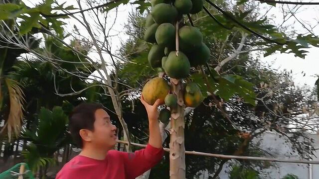 屋前木瓜熟了如果不赶紧摘下来就有可能吃不到,味道太香甜了!