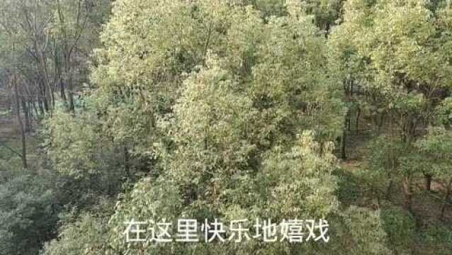 湖北枝江“封城“第15天,元宵天晴气朗,全市无新发病例,宅家放心吃汤圆