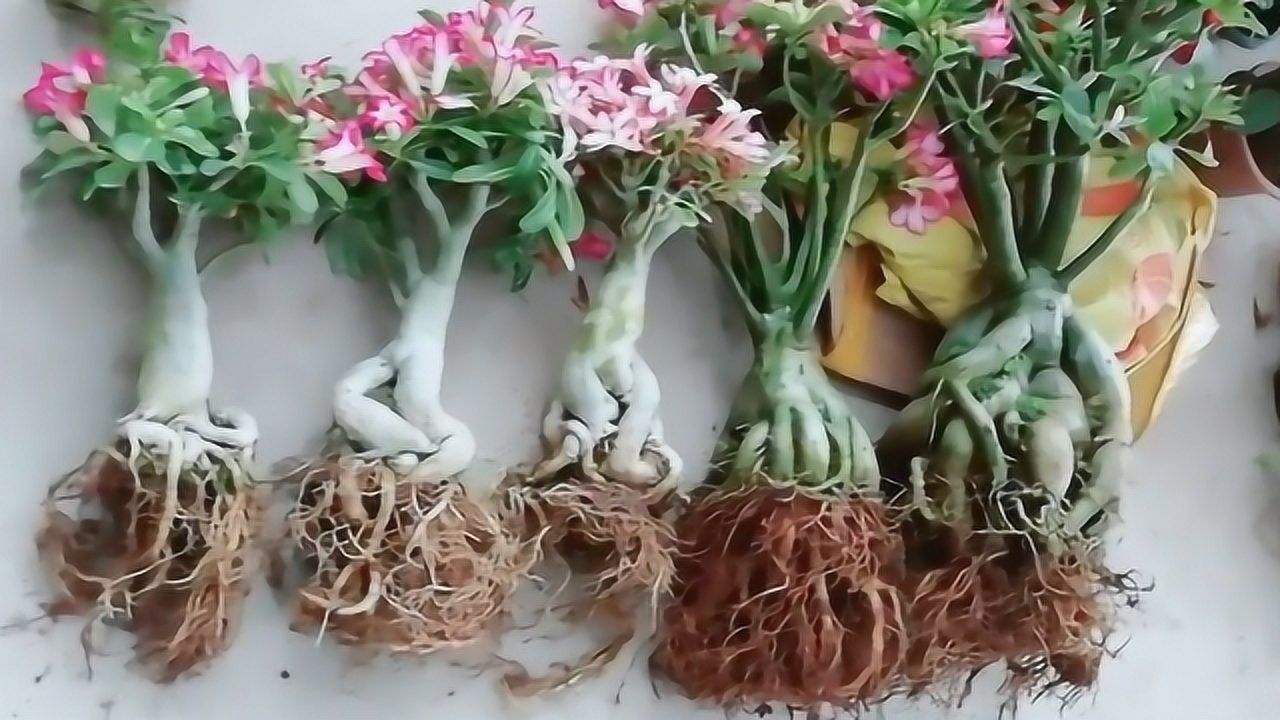 沙漠玫瑰最怕"3件事",碰上一个,根就烂了