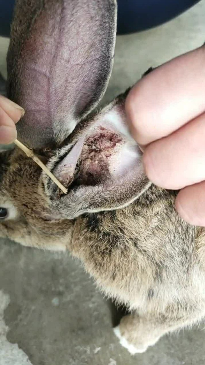 兔子耳朵特别长,里边的耳屎特别多,要帮着它去清理