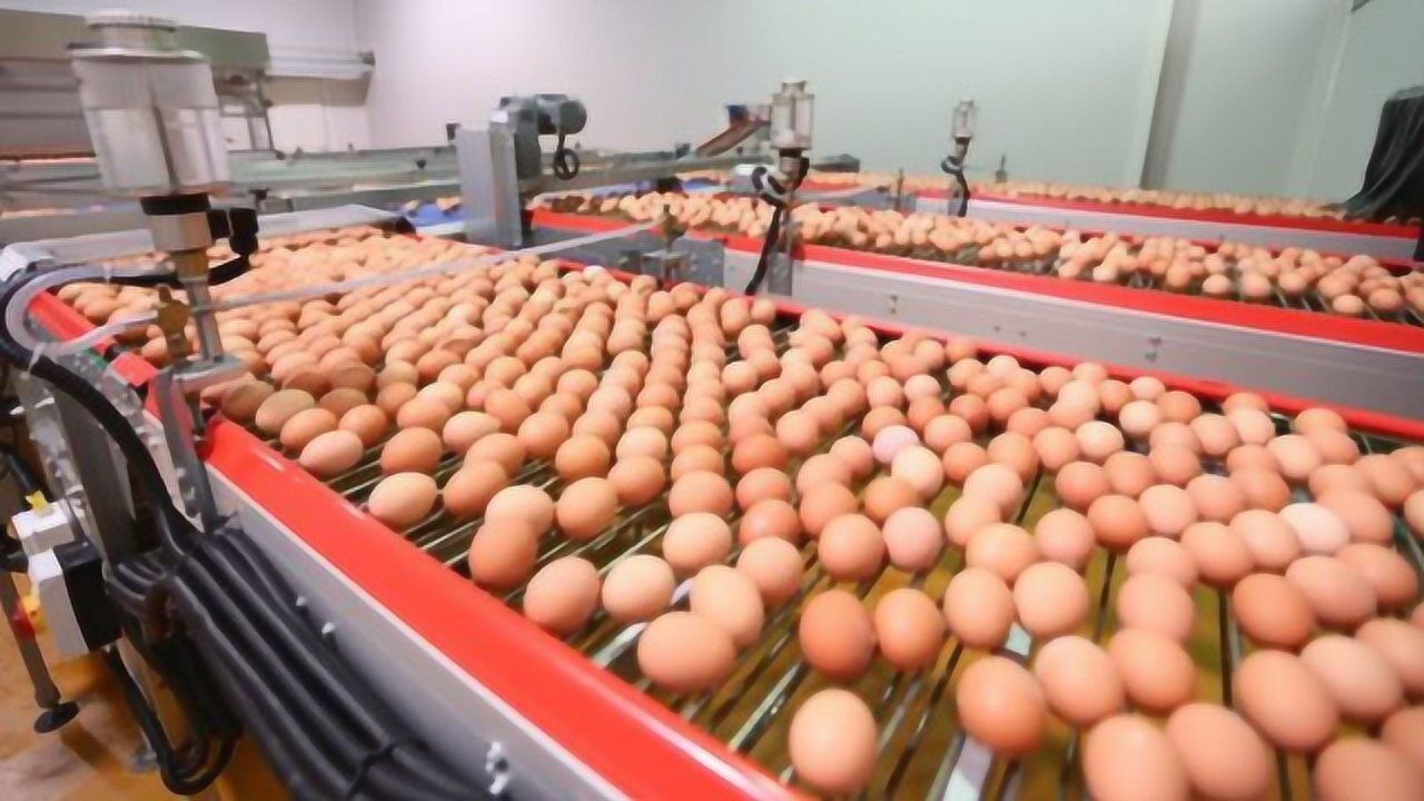 实拍工厂鸡蛋生产全过程,看完不敢相信