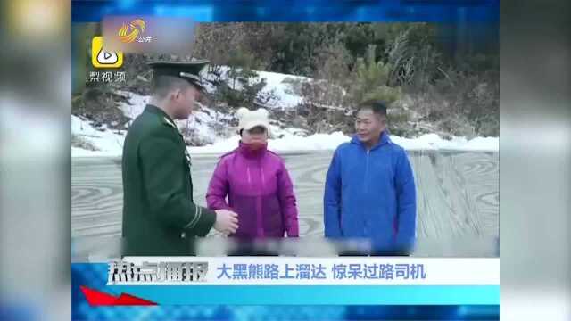 东北:大黑熊开始城市之旅,司机都小心避让,民警也都懵了