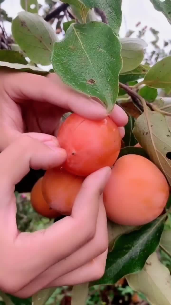 爆浆柿子一捏就碎