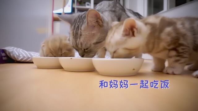 小奶猫们在线直播吃饭,吧唧吧唧,真香啊!