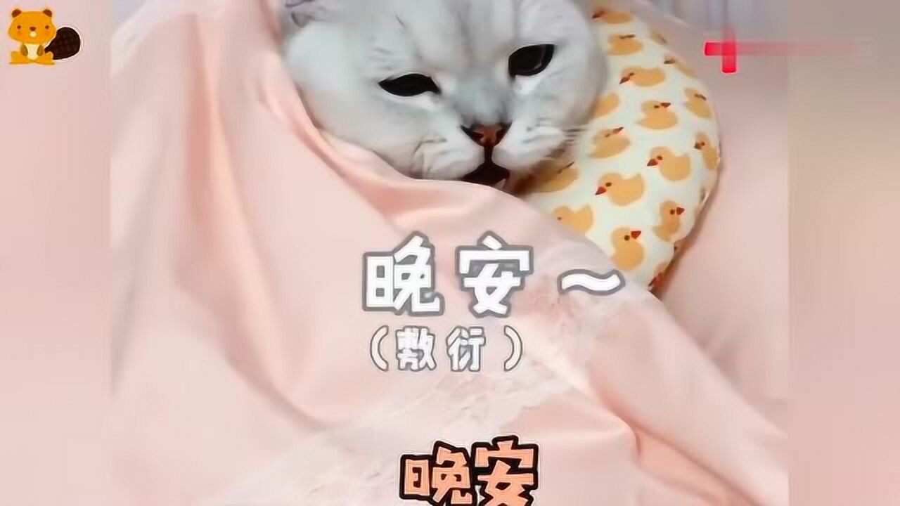 一只会说晚安的猫咪,其实这就是一只会说人话的猫_高清1080P在线观看平台_腾讯视频
