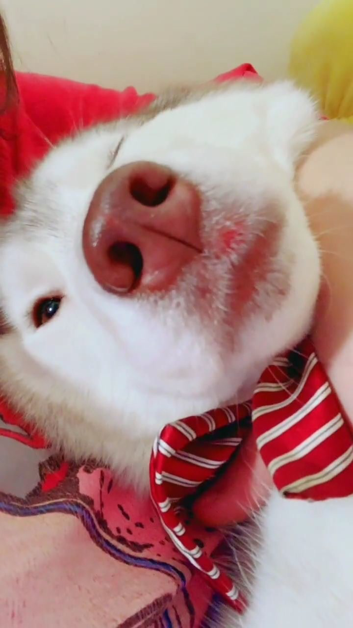 一只可爱的二狗子