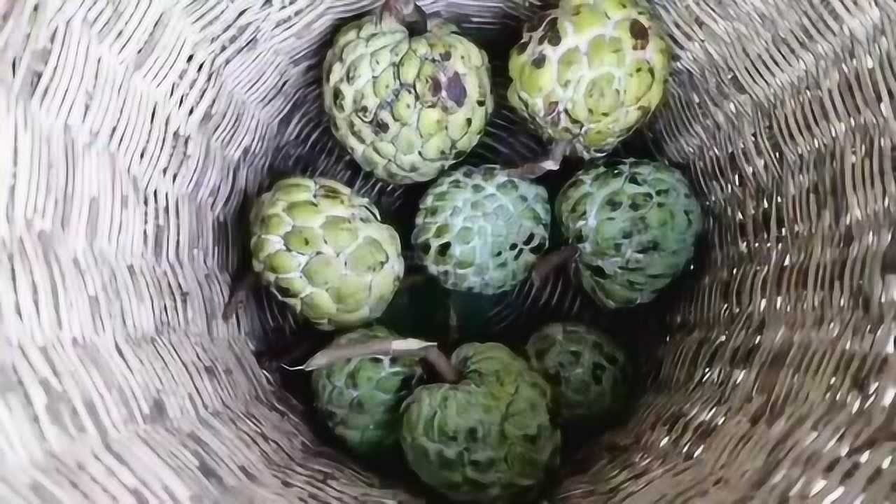 野外小释迦果,忍不住现剥现吃了