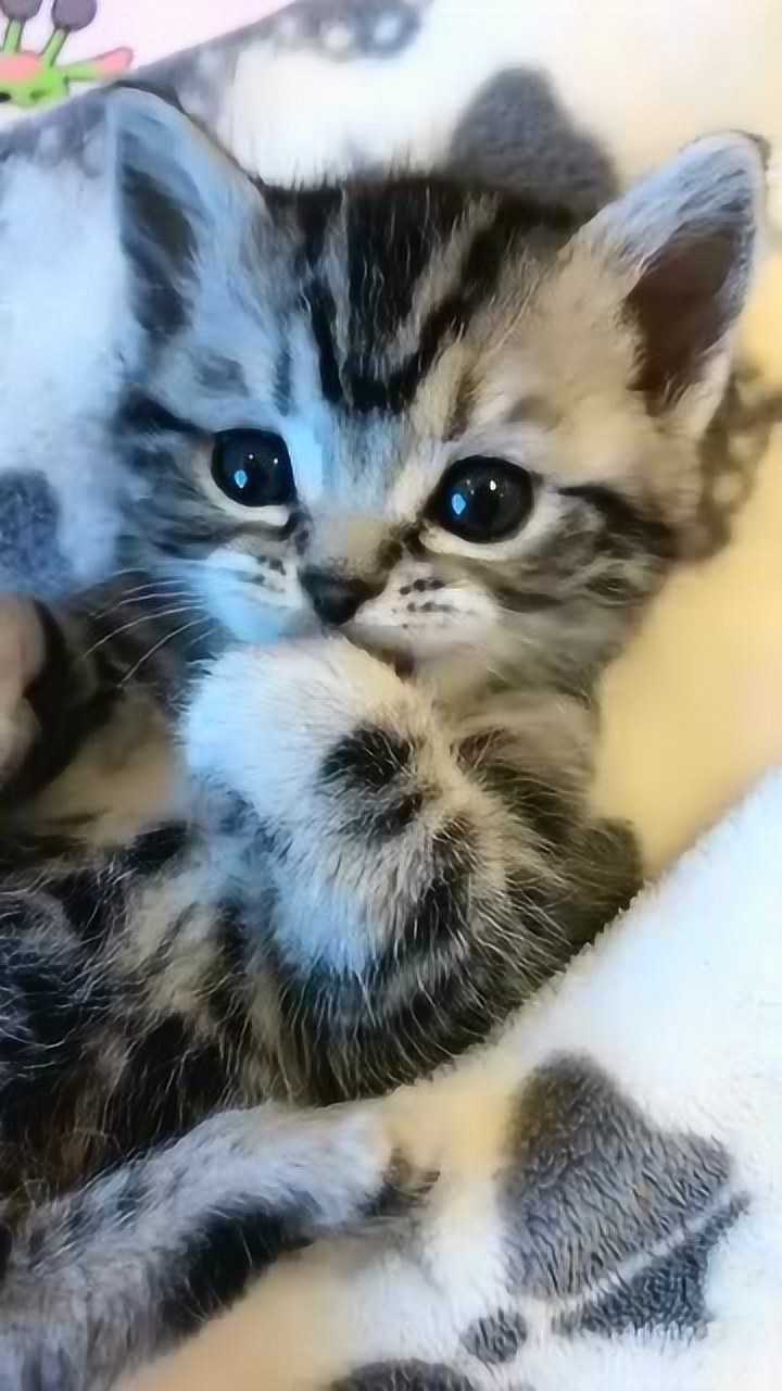 小猫咪舔爪爪卖萌的样子看着十分可爱