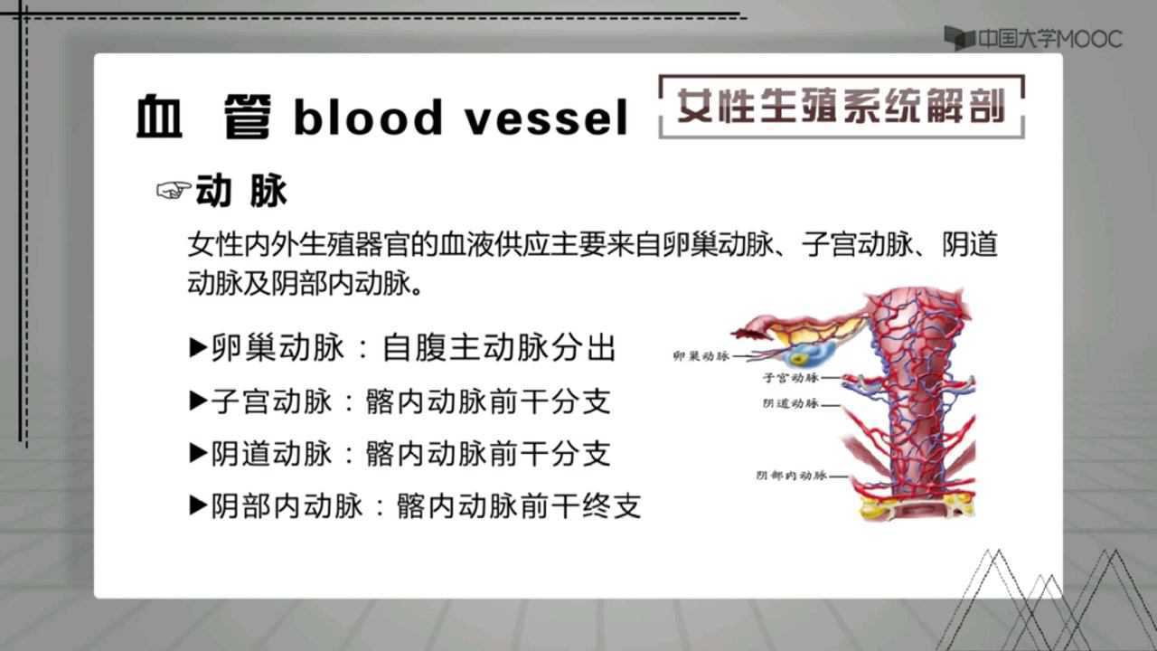 女性生殖系统解剖（三）_腾讯视频