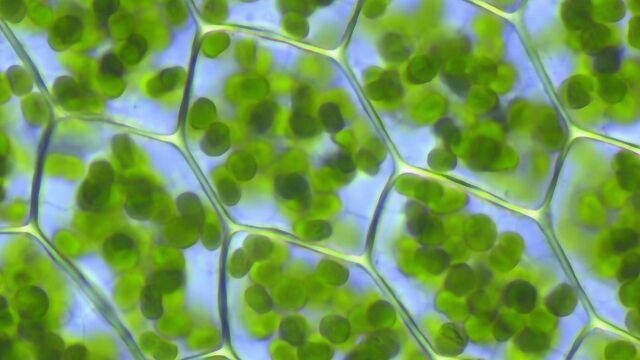 科学界再获重大突破!人造树叶成功造出合成气,能源问题将被解决