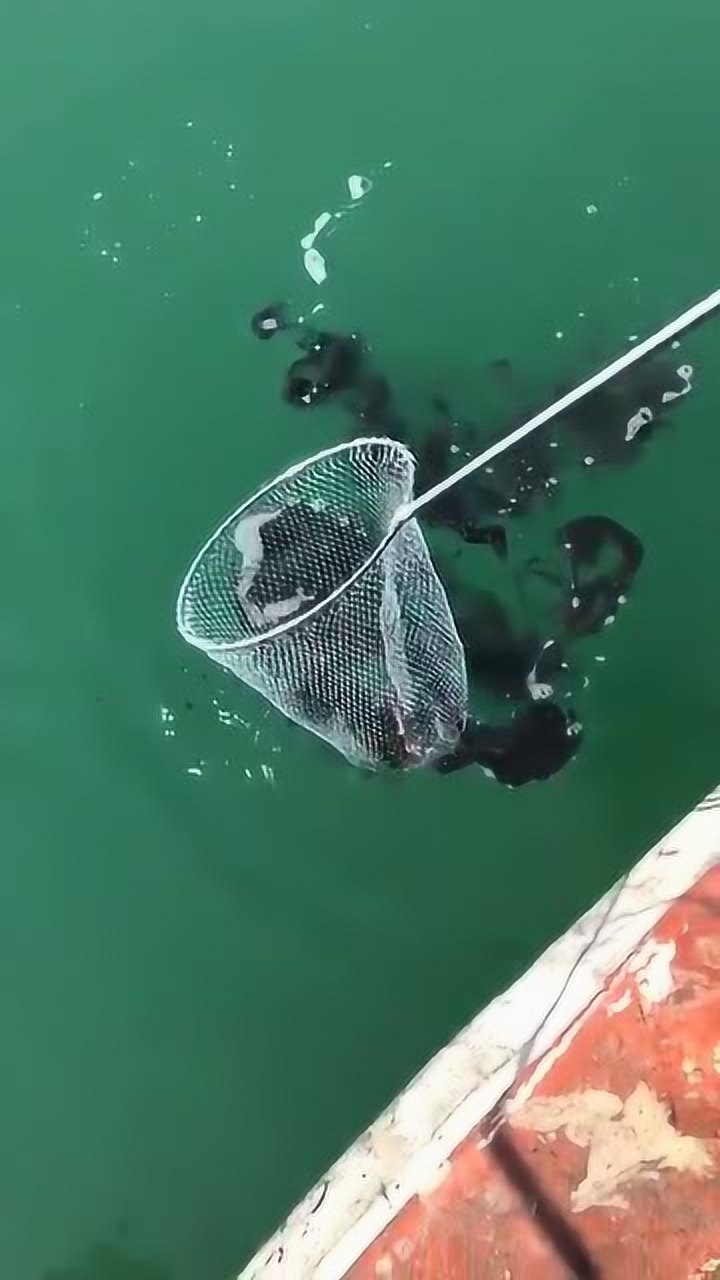 墨鱼喷墨就是这么来的吗?防御界的高手啊,太厉害了!