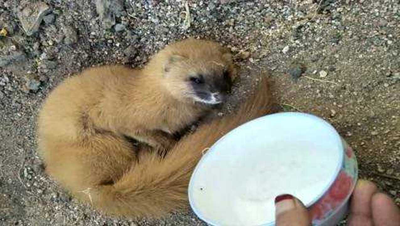 黄鼠狼误吃了老鼠药,还好被热心大妈给救了回来,真可怜啊!