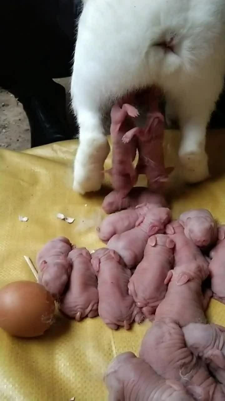 今天这个胖哒哒母兔子生产而且最后的时候却有些难产