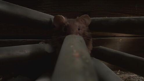 两小伙装修屋子，意外得罪一只小老鼠，险些被整崩溃