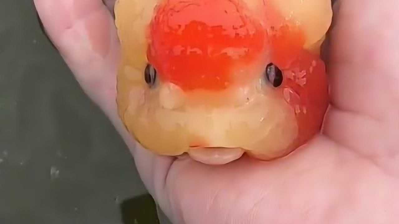 这才是正儿八经的金鱼唇看它嘟嘴的样子真是太可爱了