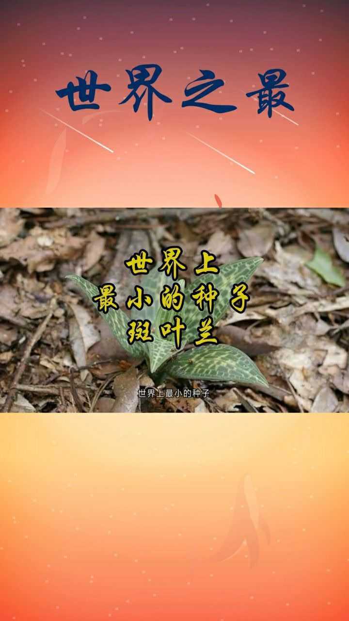 斑叶兰的种子图片图片