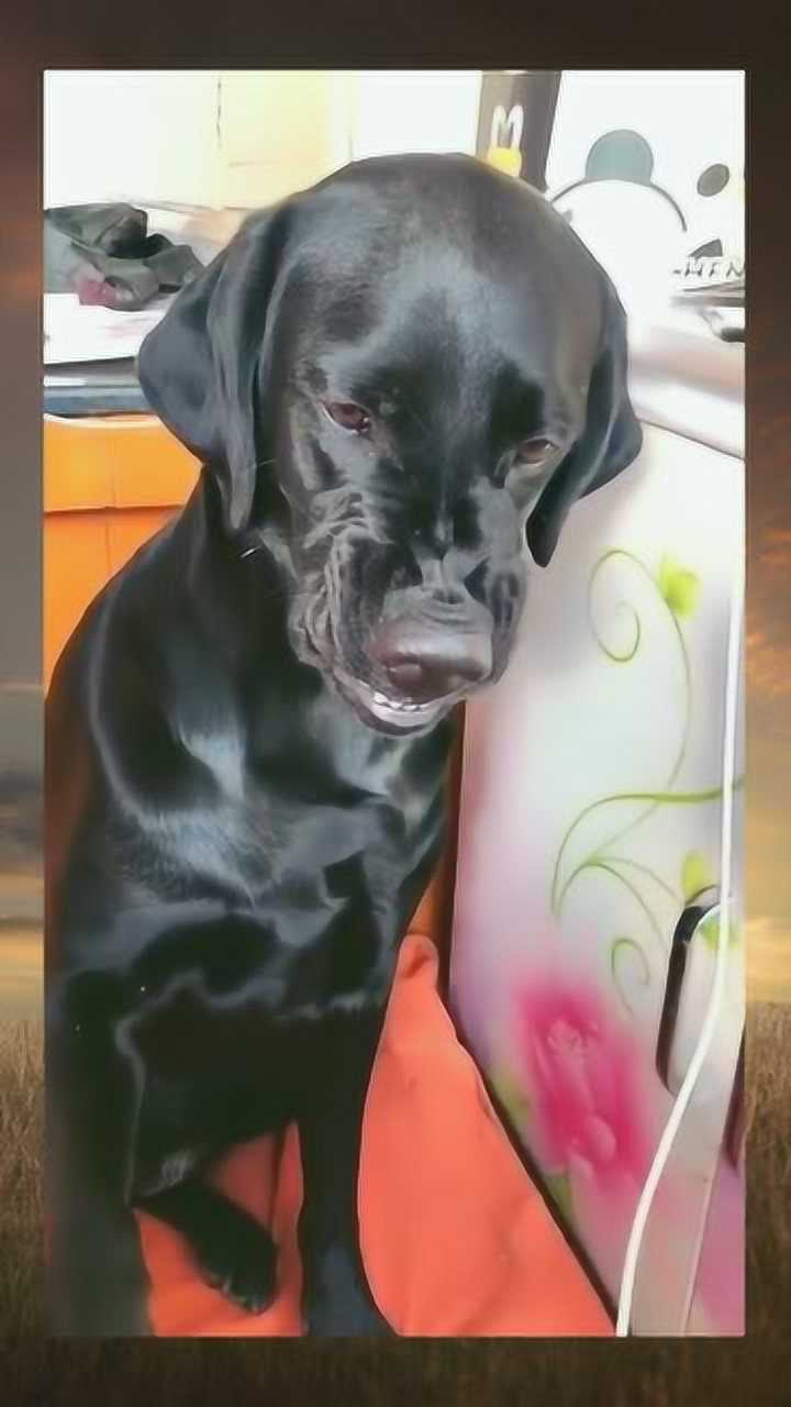 标准的皮笑肉不笑