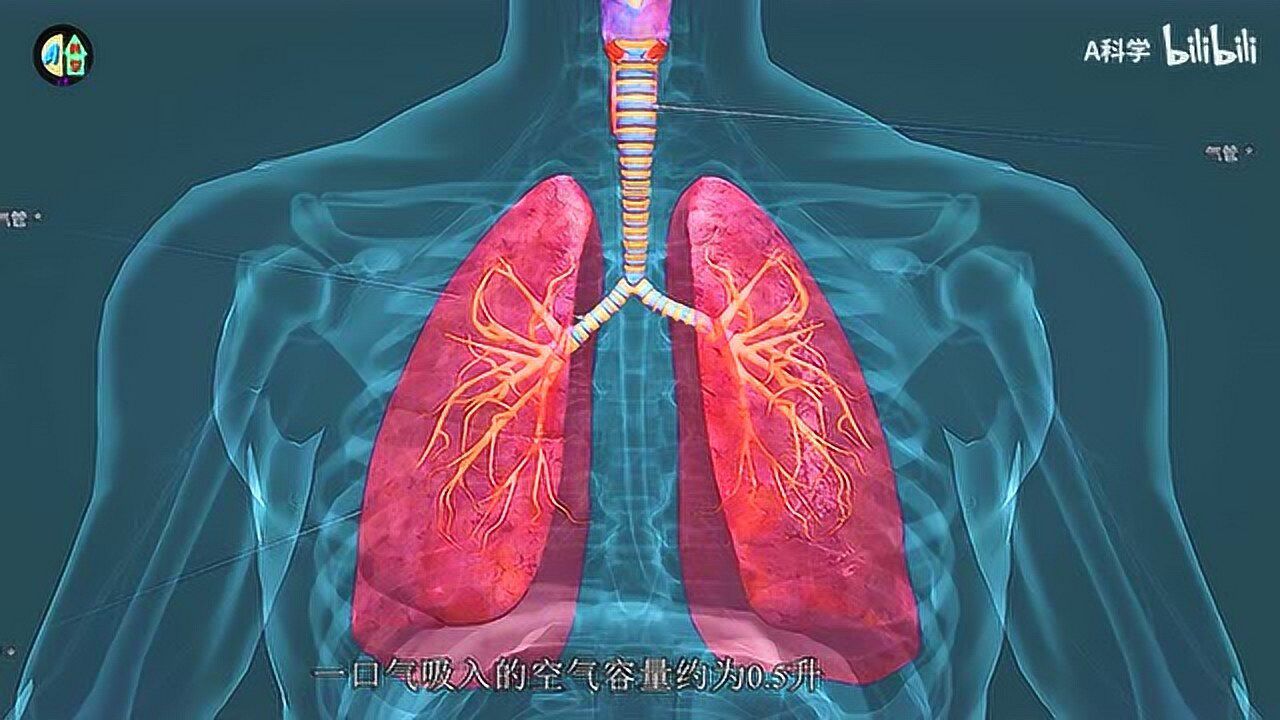 生物动画视频人体呼吸系统的工作原理