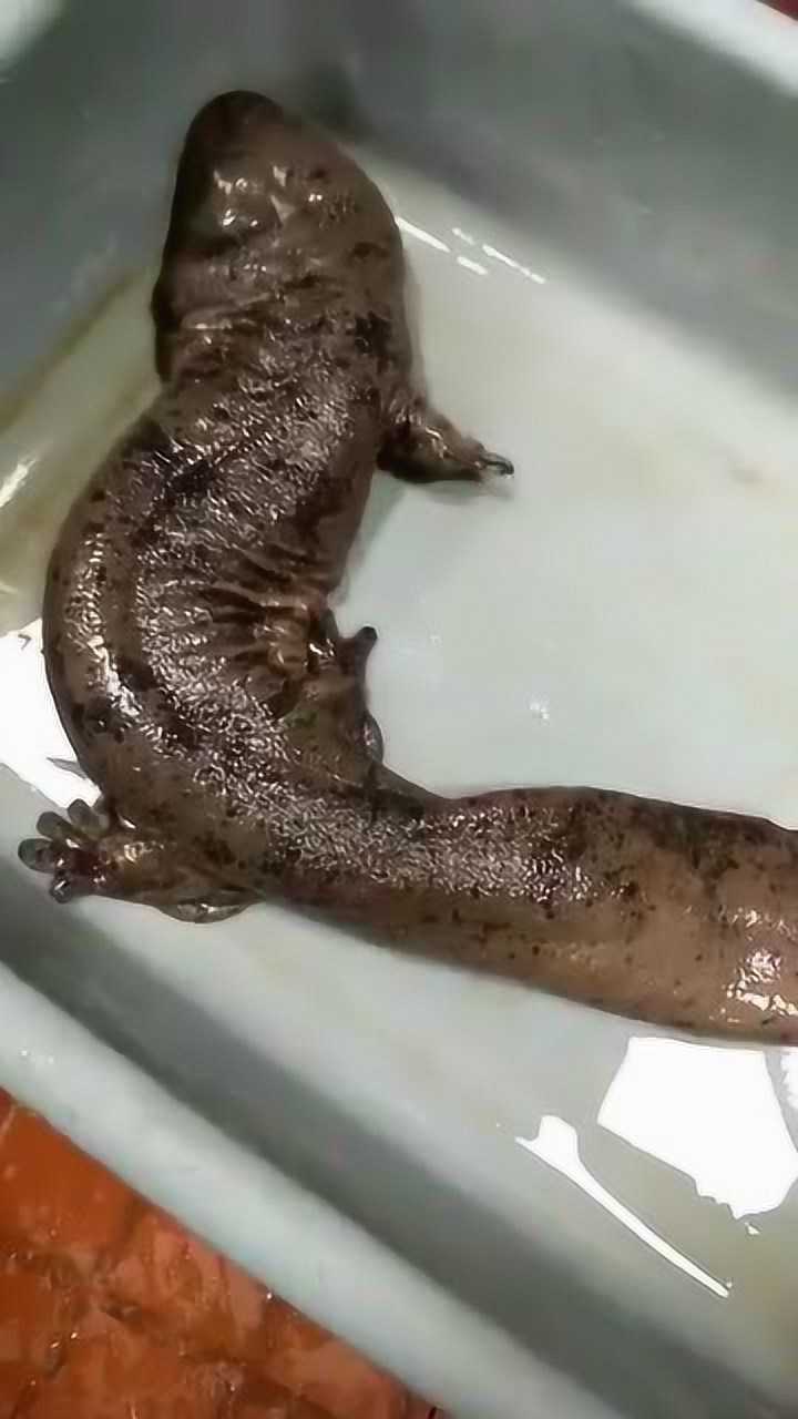 听听娃娃鱼的叫声,真的很像小孩子在哭_腾讯视频