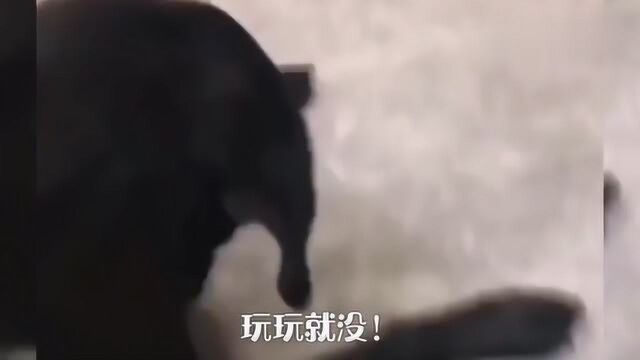 搞笑:谁能告诉我这是啥意思呢?咱们也不懂啊!