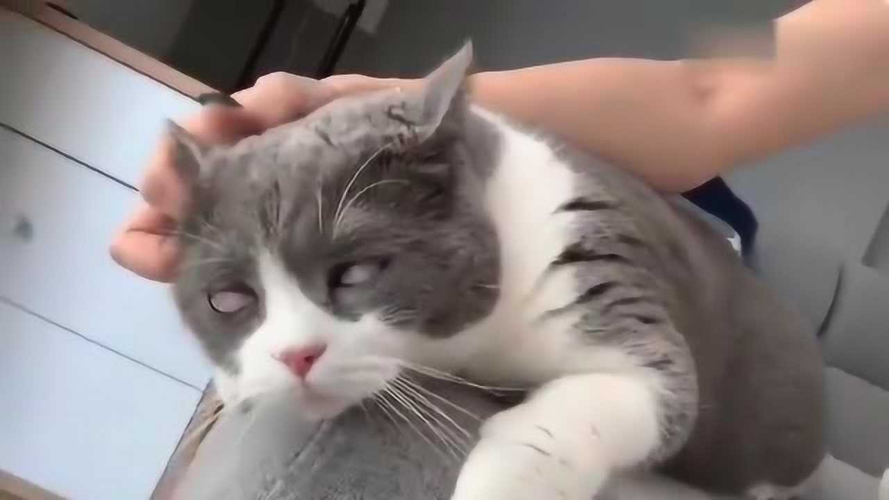 主人帮猫咪挠脖子,猫咪舒服的翻白眼