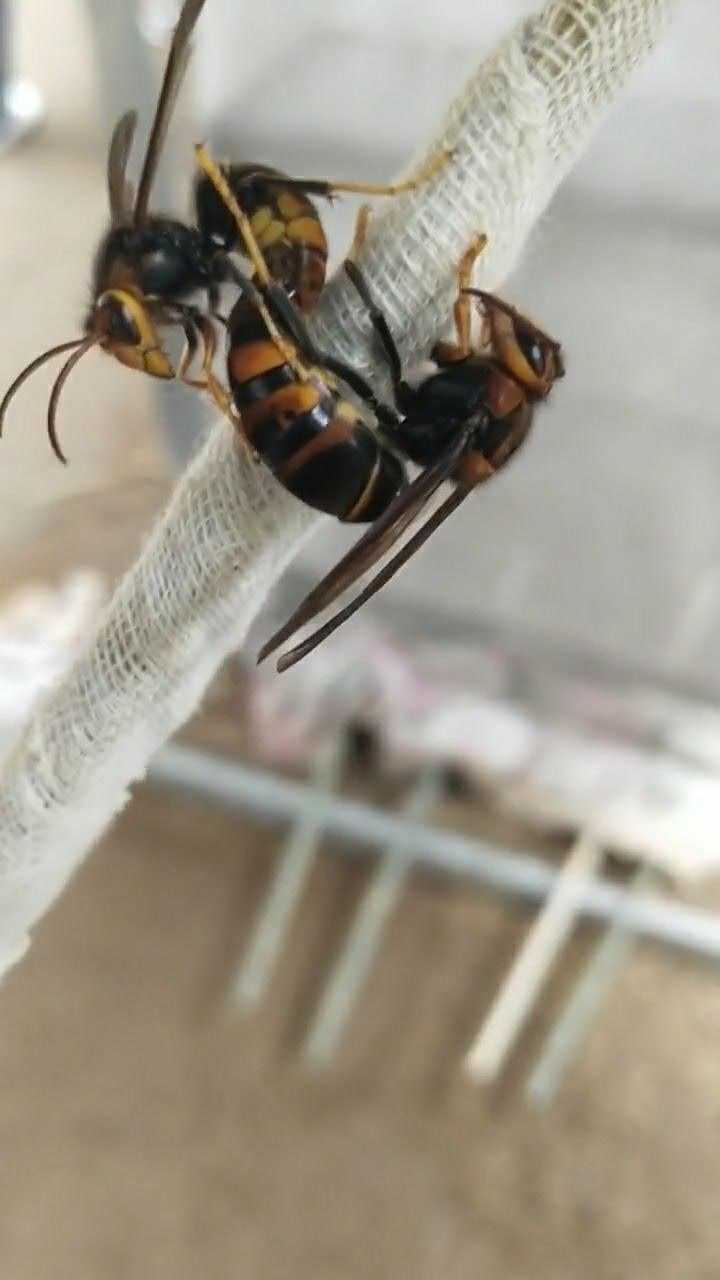 给你们看一下这个蜂王,这蜂王的个头很大