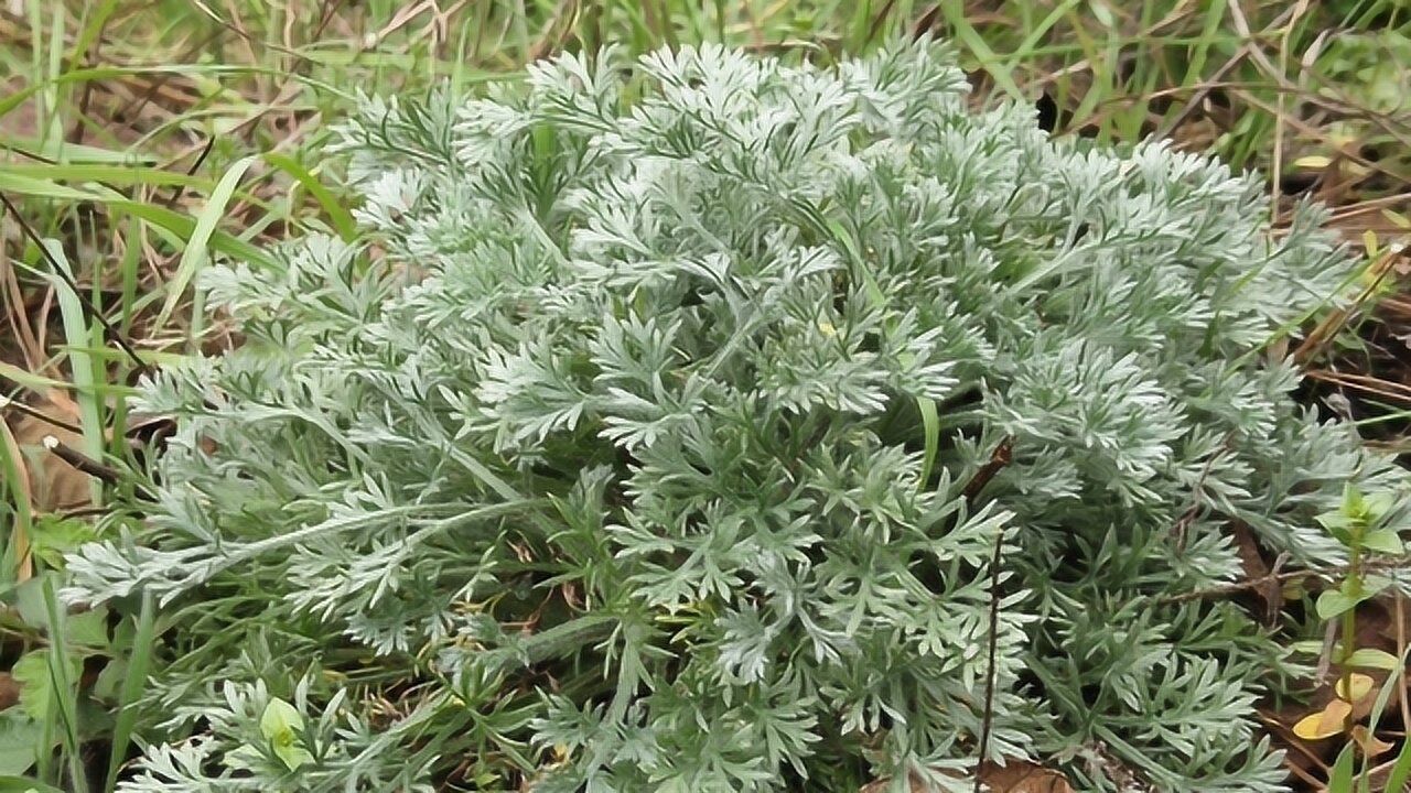 小伙带你认识"草中之王"茵陈蒿,白蒿,良药野菜,如遇到请珍惜