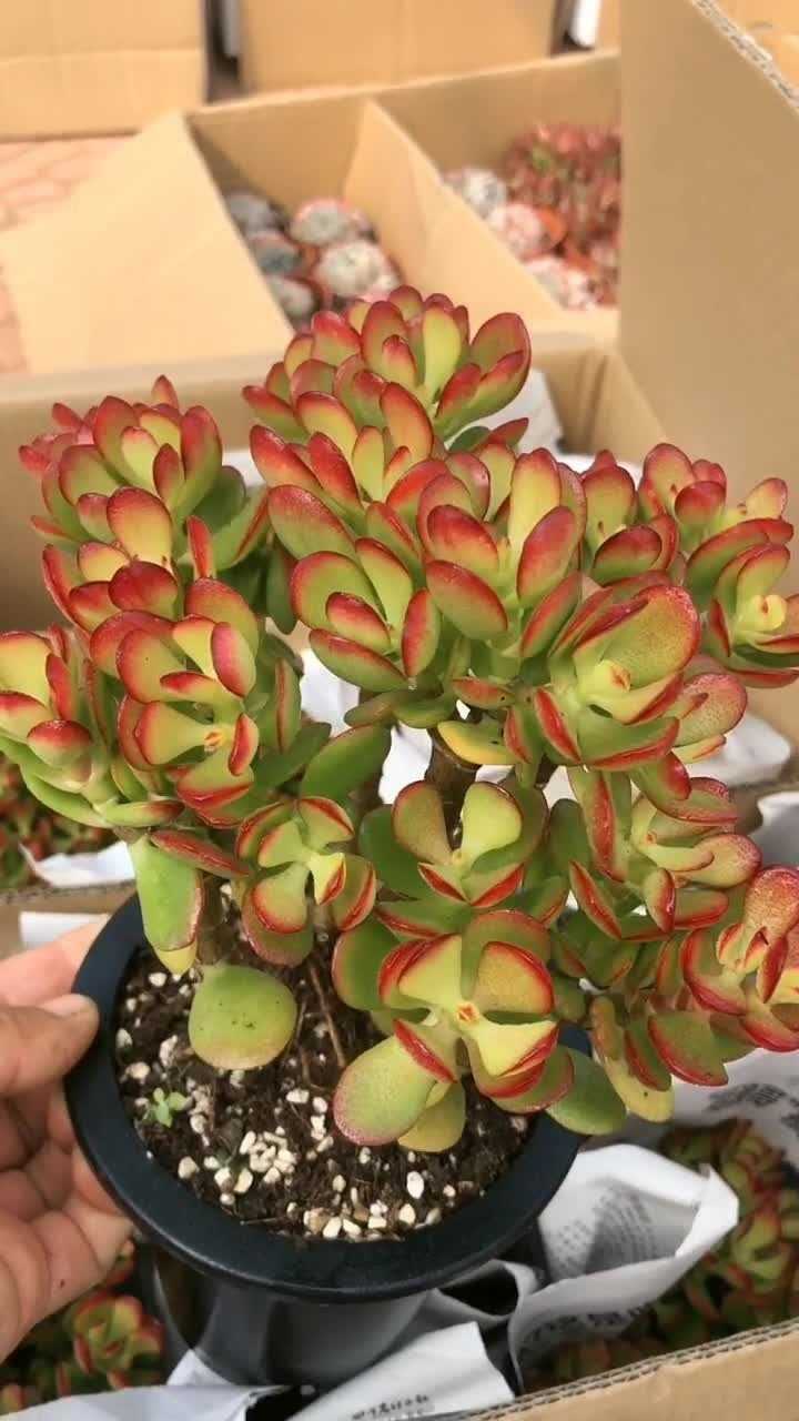 姬红花月粗桩这个多肉真的是美到没朋友