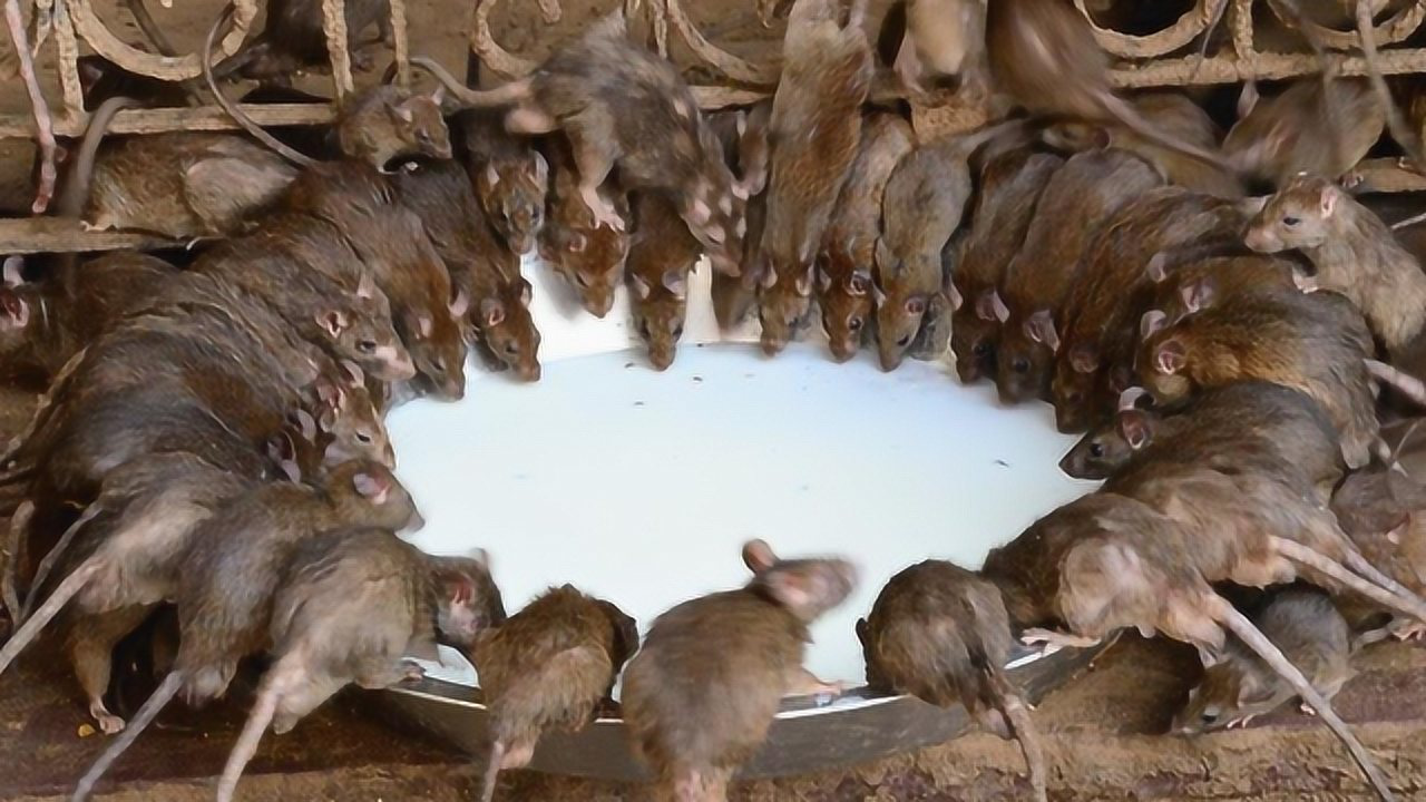 家里出现老鼠怎么办分享一个土方法老鼠来一只灭一只