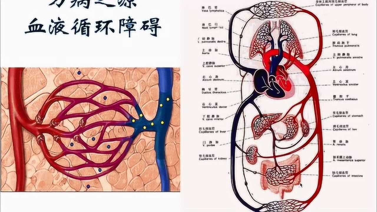 血液循环系统的重要性_高清