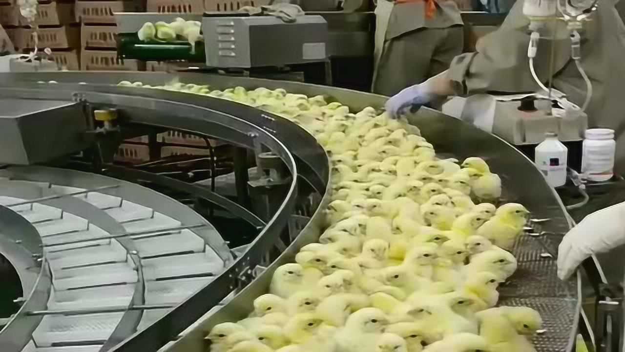 小鸡生产基地一条龙流水线刚孵化出来的小鸡直接打包装箱