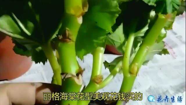 丽格海棠花型美观花钱买的?扦插繁殖海棠很易成活!剪枝上盆百分百成活技巧