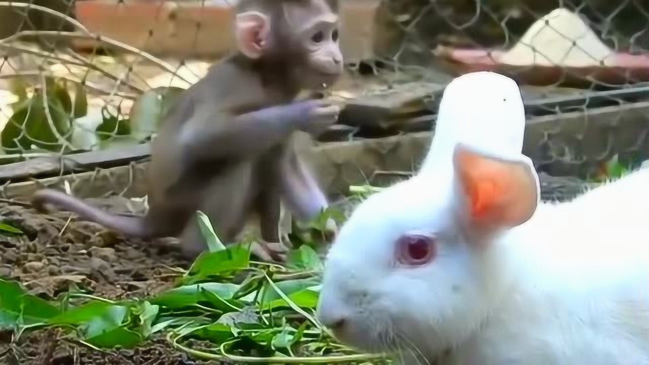 小猴子和兔子放在一起养会发生什么有趣的事这也太好玩了吧