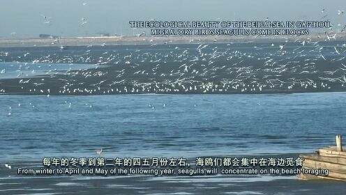 《盖州北海生态美  海鸥成群蹁跹至》营口盖州北海二月海鸥翔