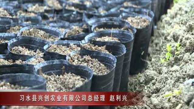 【习水新闻联播】良村镇吼滩坝区:600万斤胡萝卜远销东莞