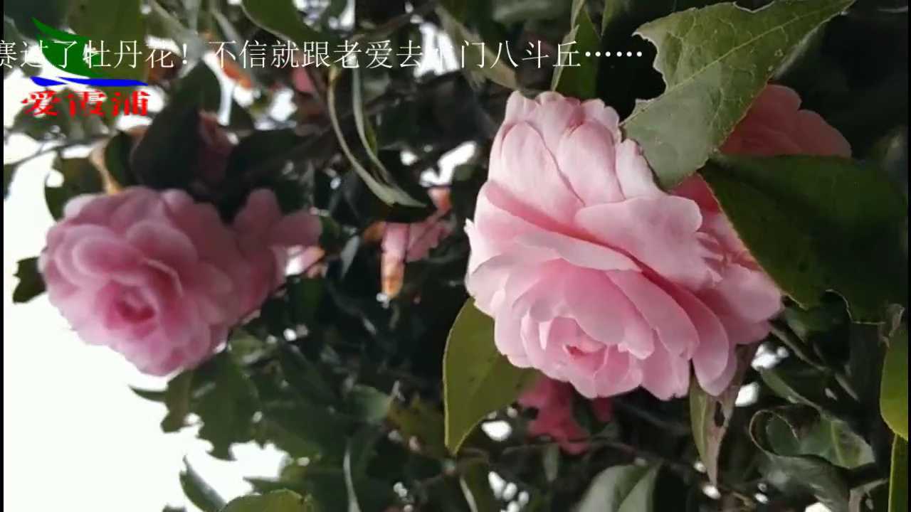 春天,到水门看霞浦县花腾讯视频}