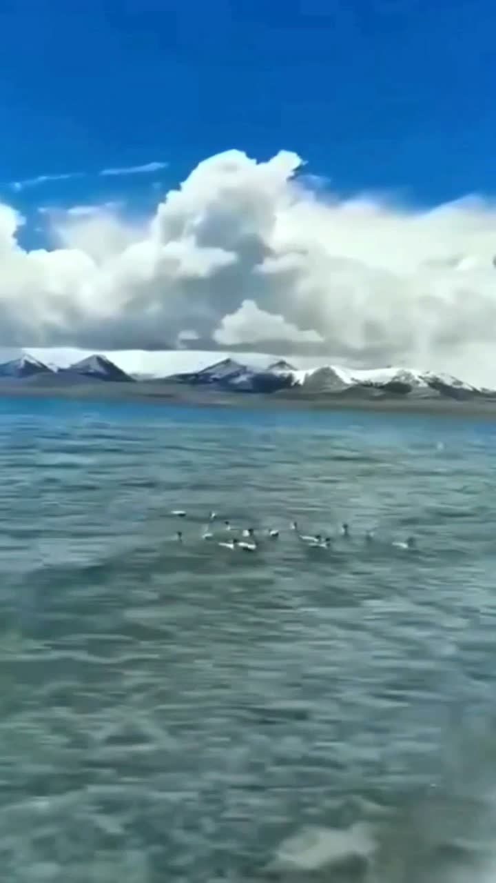 在青藏高原雪域纳木错湖观鸟.