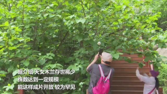 河北青龙:植物活化石天女木兰竞相开放