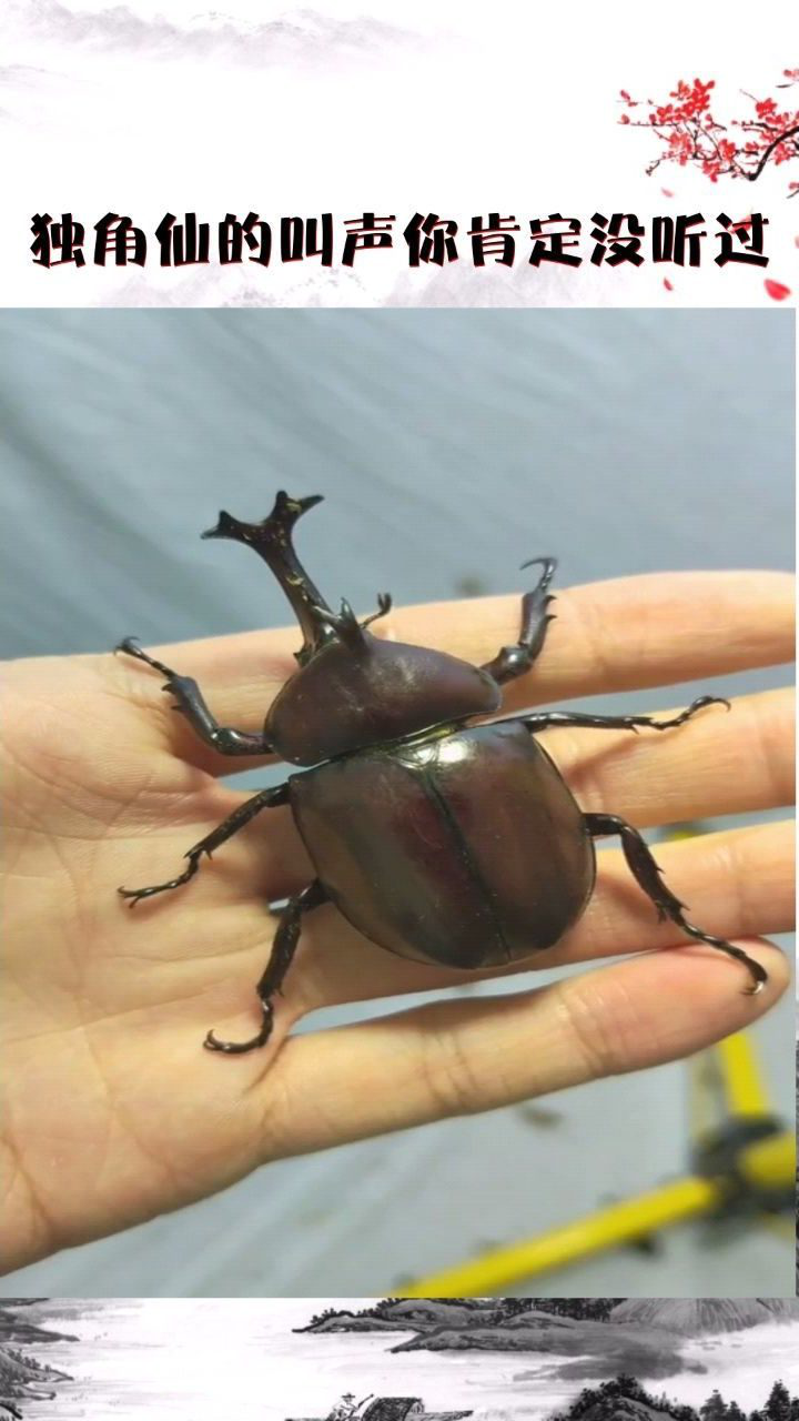 独角仙的叫声你肯定没听过