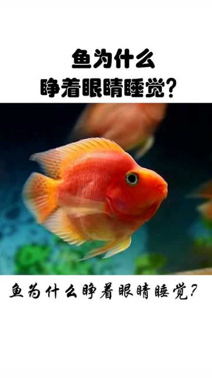 鱼为什么是睁着眼睛睡觉的?有些鱼其实是有眼睑的你知道吗?