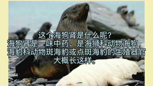 动漫里的奇葩物件【海狗肾】