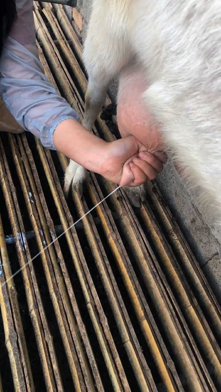 女人人工挤羊奶图片