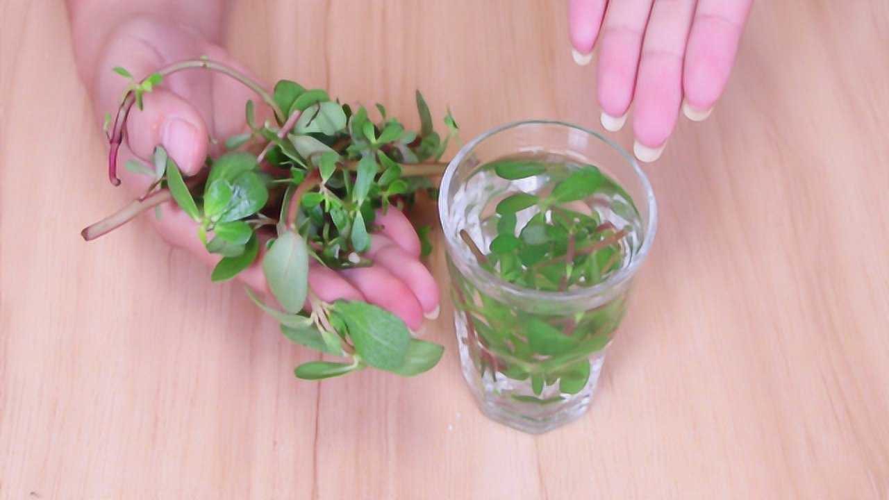 马齿苋泡水喝,新鲜好还是晒干好?后悔知道晚了,告知全家人,很重要
