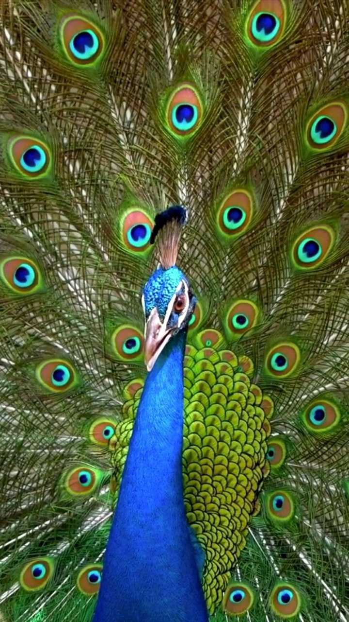 蓝孔雀开屏,属实有点美