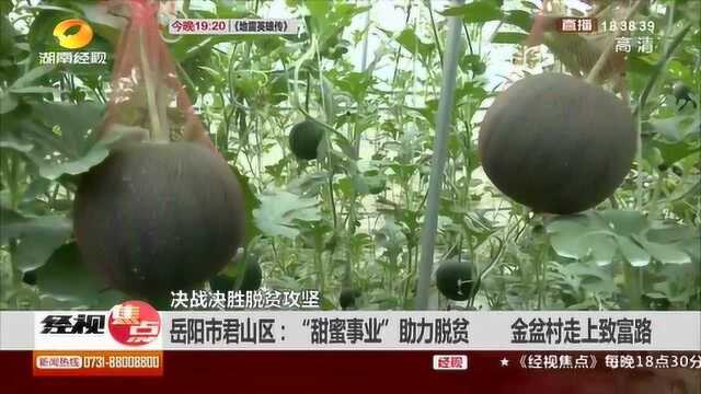 长枝头上的“西瓜”您见过吗?金盆村的特色致富路!