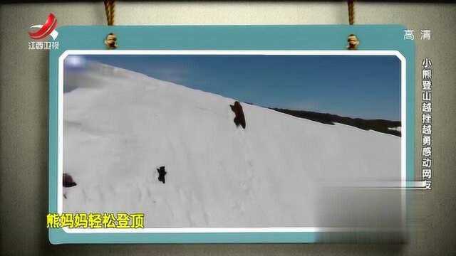 小熊爬雪山的视频火爆网络,越挫越勇的勇气,感动网友