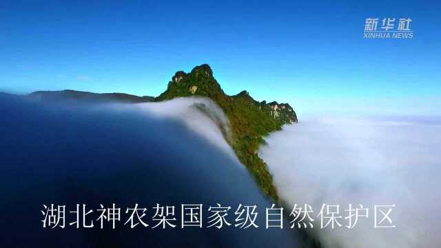 “云游”30秒——湖北神农架国家级自然保护区